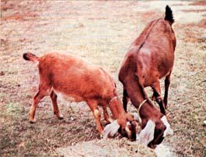 These young 'uns have it all. Good weight, shiny coat, healthy stance and a voracious apppetite, too!